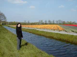 [Tulip by road side]