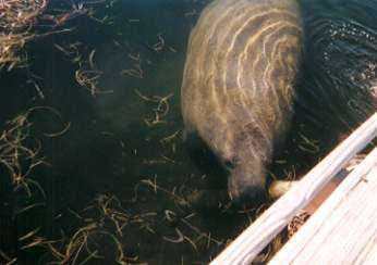 [Manatee]